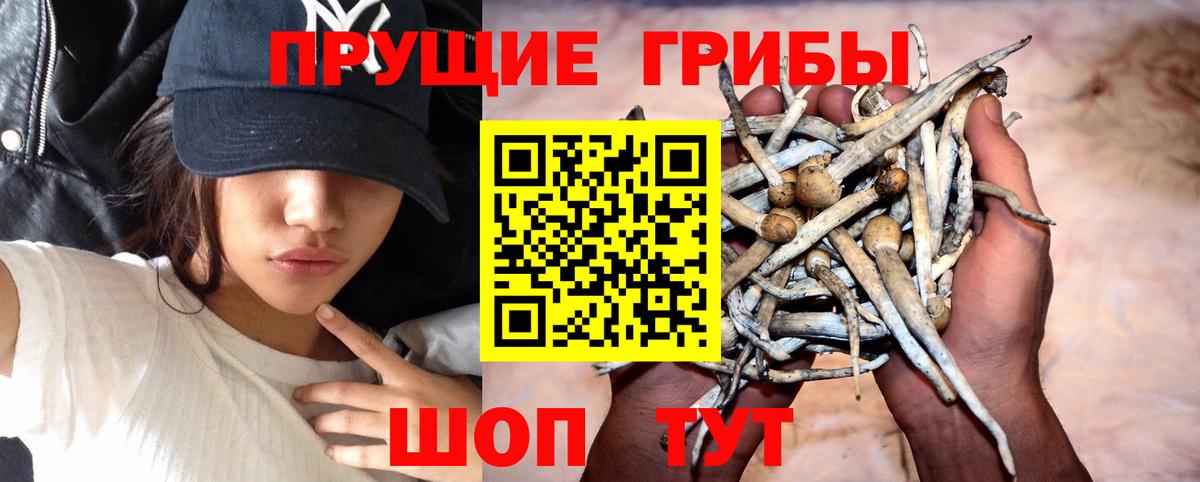 Галлюциногенные грибы Cubensis Гусиноозёрск